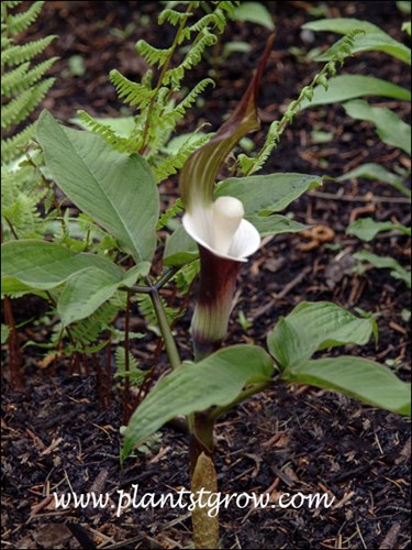 Japanese Jack-in-the-Pulpit (Arisaema sikokianum)
In the center the pestle shaped organ is the spathix and the hood is called the spathe.